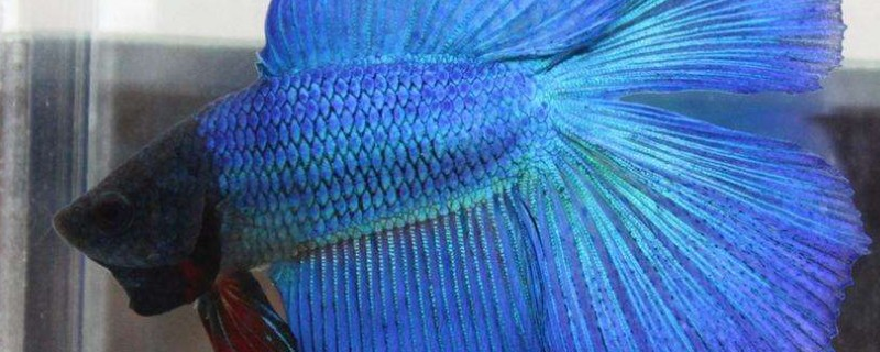 泰国斗鱼吃什么