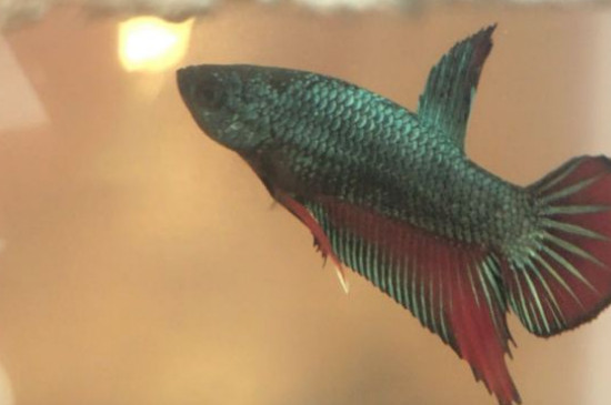 泰国斗鱼吃什么