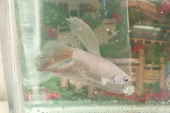 泰国斗鱼吃什么