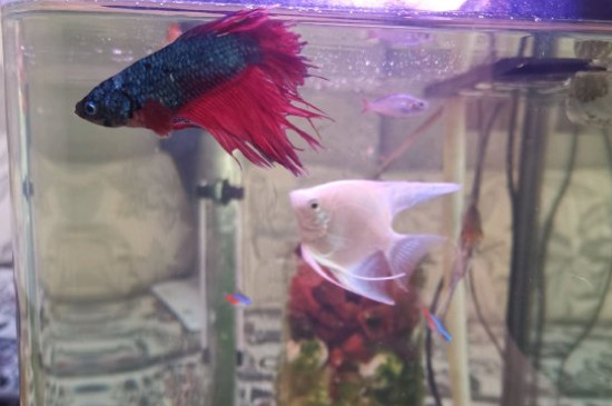 泰国斗鱼吃什么