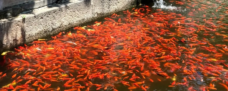 金鱼放生到河里能活吗