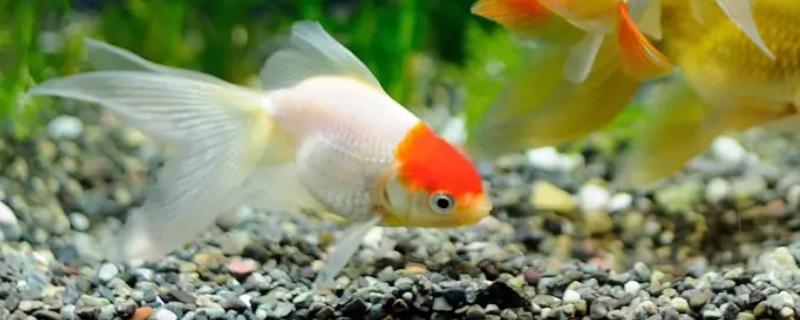 金鱼多少天换一次水