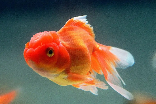 金鱼多少天换一次水