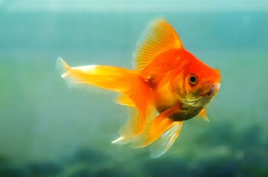 金鱼多少天换一次水