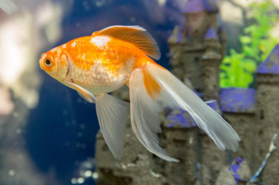 金鱼肚子鼓鼓的怎么回事