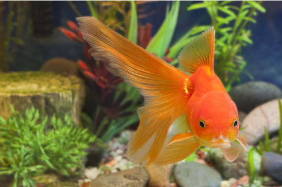 金鱼肚子鼓鼓的怎么回事