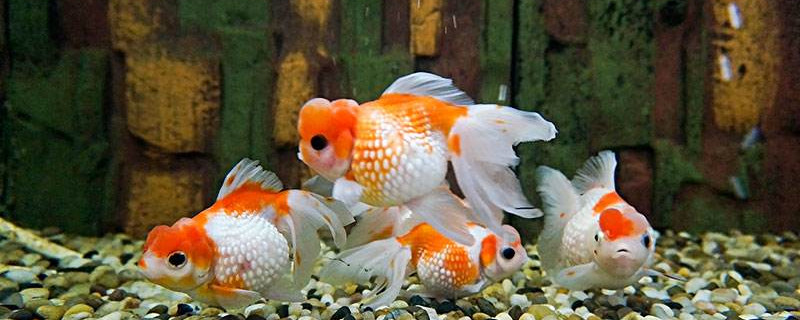 金鱼眼睛全黑是怎么回事