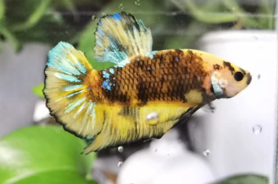 斗鱼公母可以一起养吗