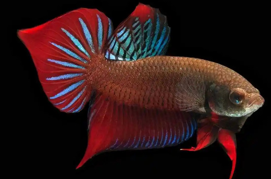 斗鱼烧尾能自然恢复吗