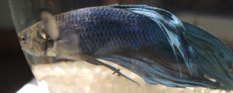 斗鱼公母可以一起养吗