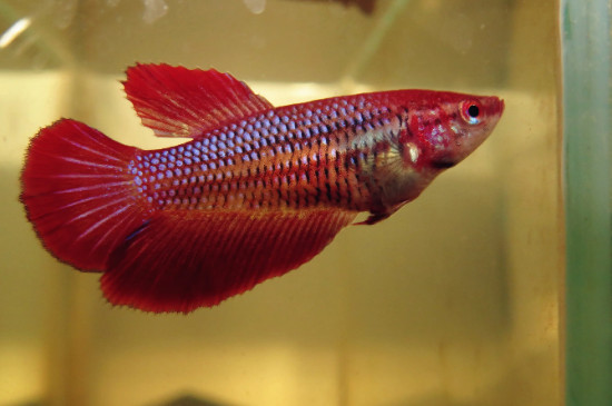 斗鱼公母可以一起养吗